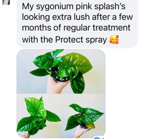 Beskyttelsesspray med Neem