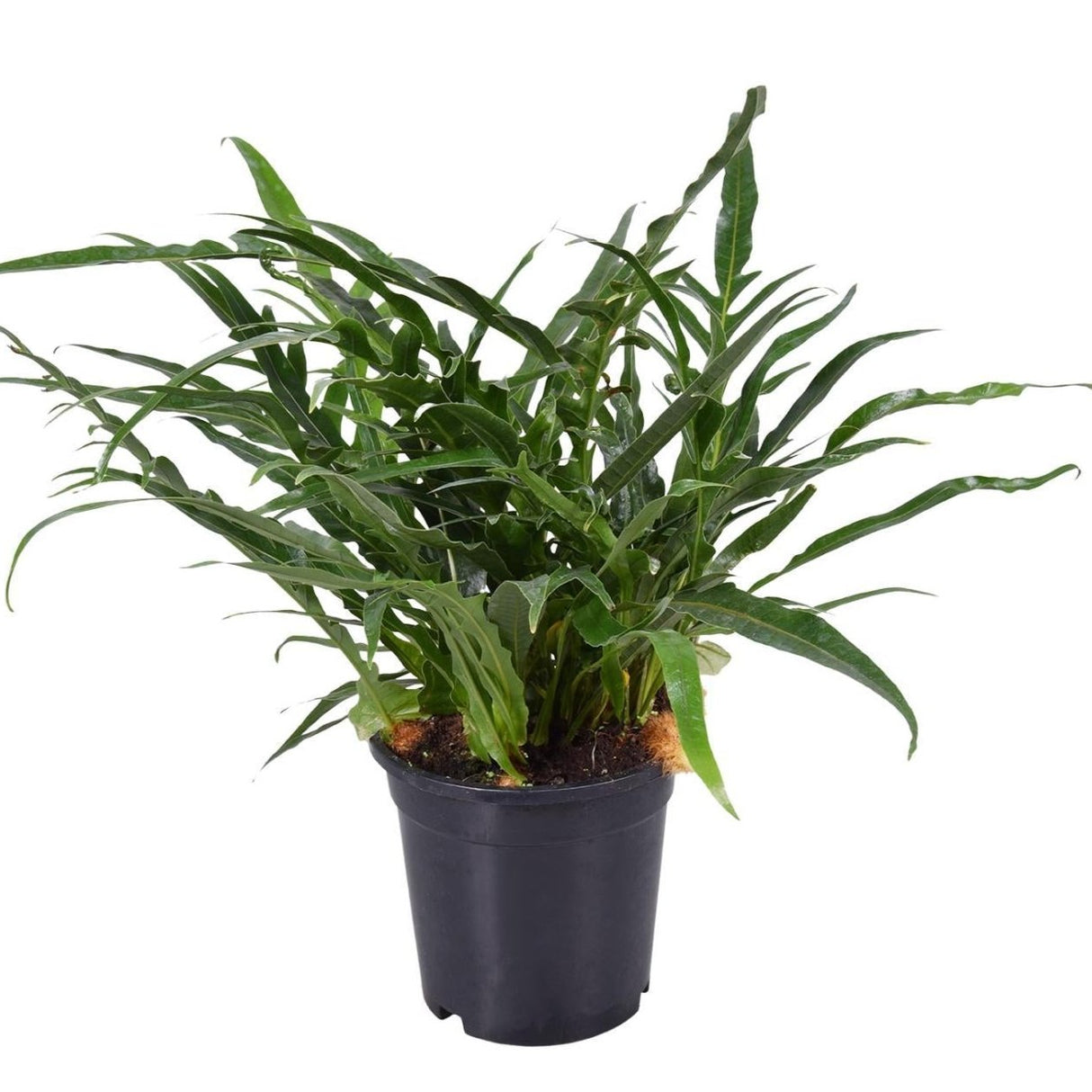 Aglaomorpha Coronans - Ø17cm - ↕45cm