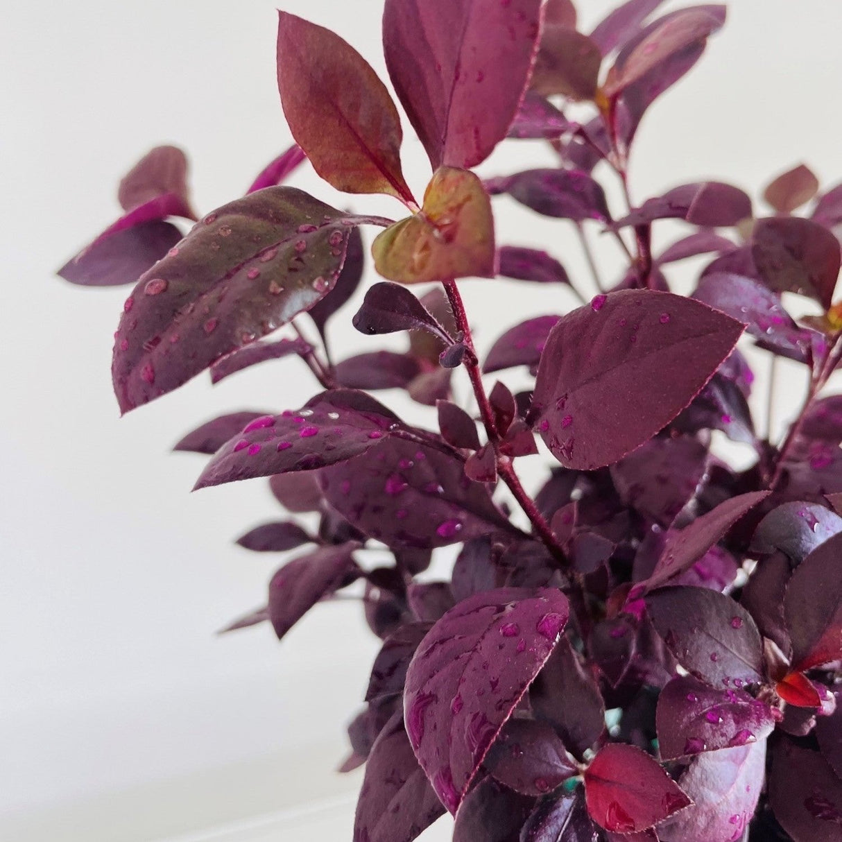 Alternanthera 'Little Ruby'