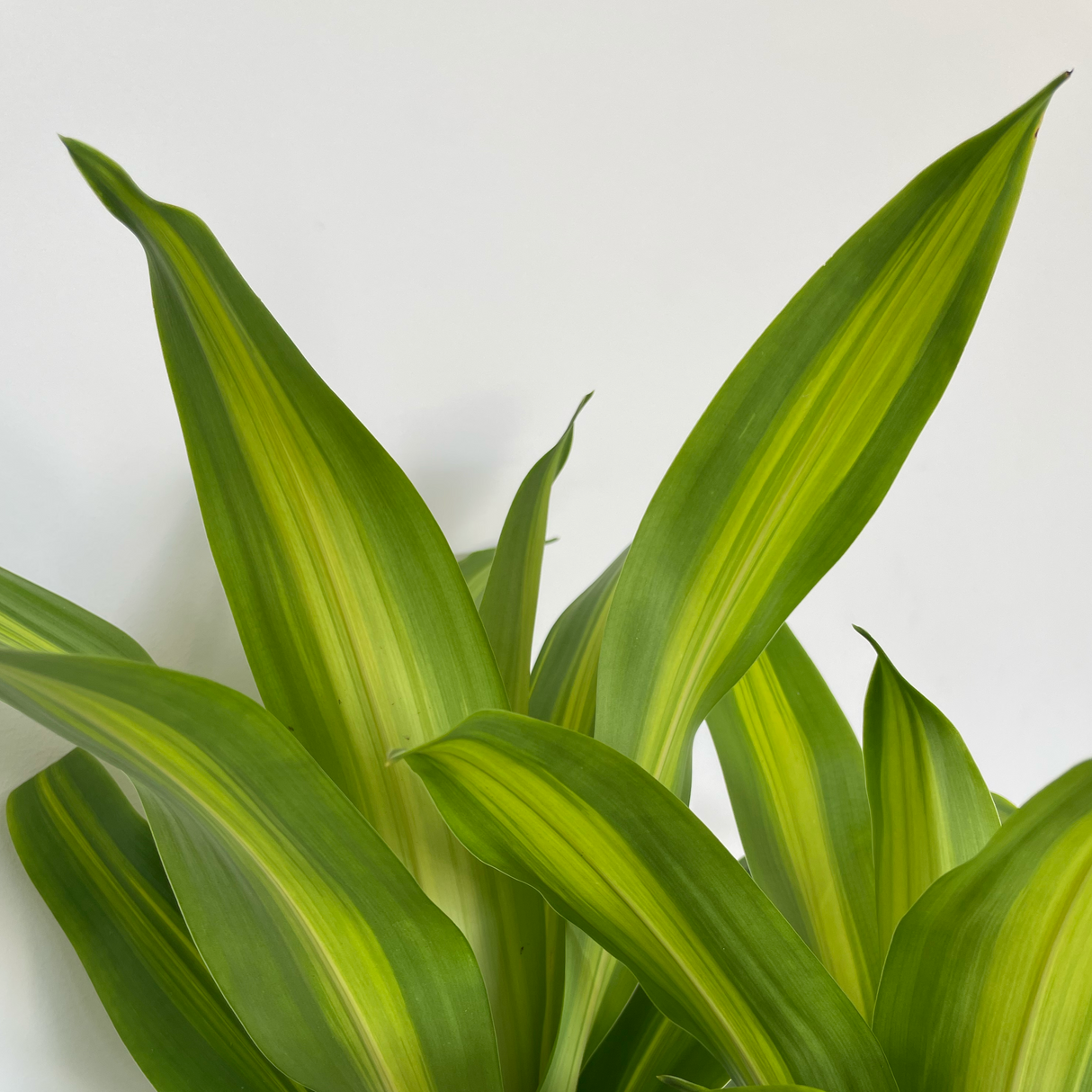 Dracaena fragrans Massangeana Totem Poles (Happy Plant)