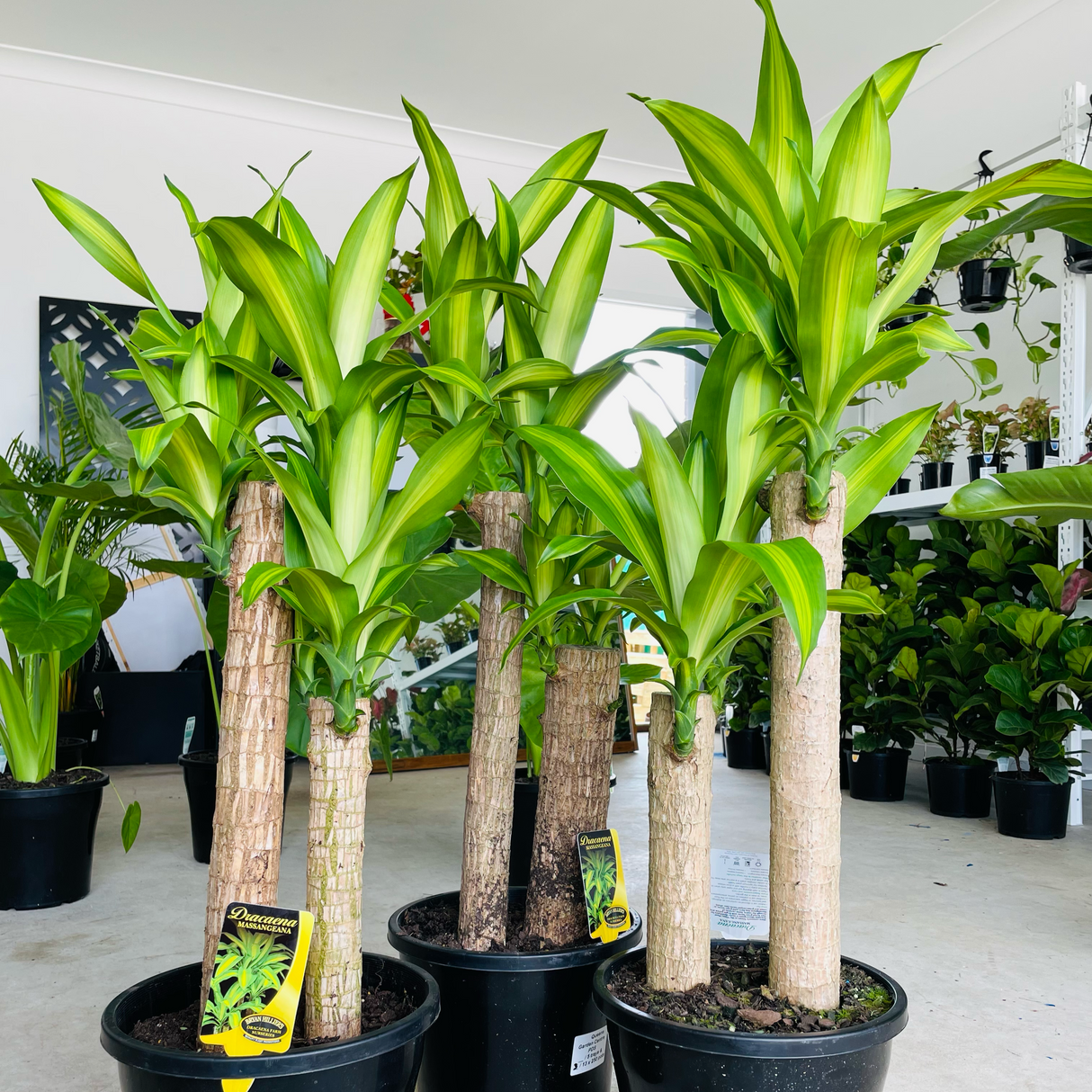 Dracaena Fragrans Massangeana