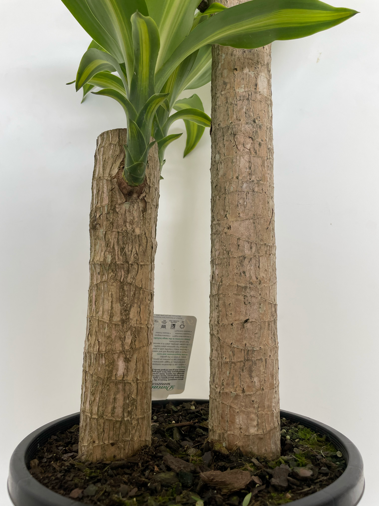 Dracaena fragrans Massangeana Totem Poles (Happy Plant)