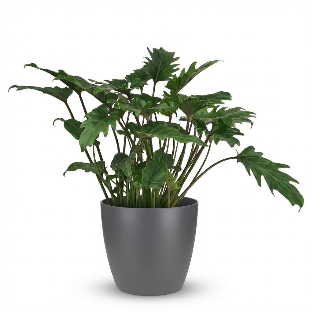 Green boutiQ - Zimmerpflanze - Philodendron - Philodendron Xanadu - Grün - Pflegeleicht - 1 Pflanze - mit Potter Grau - Topf 19cm - Höhe 60cm