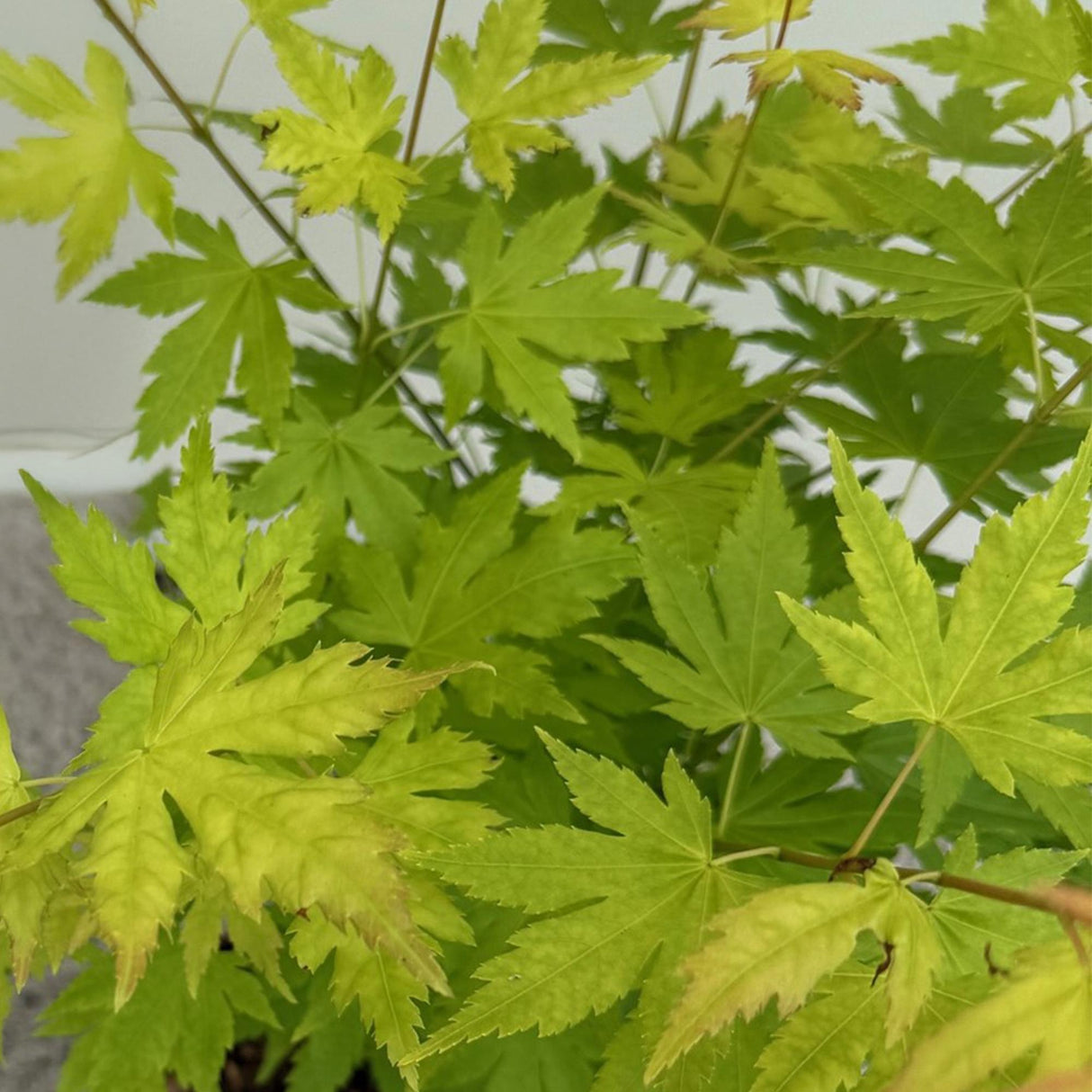 Acer palmatum Orange Dream x2