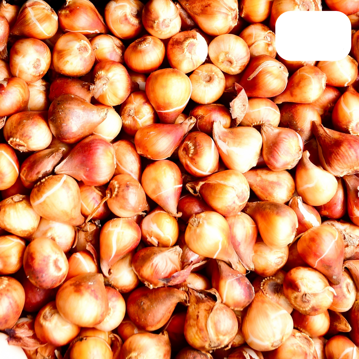 Tulip Bulbs Jan Seignette – 20 Pieces | Red-Yellow Striped Tulip – Classic & Striking – For Garden or Pot – Size 11/12 – Fresh from the Grower