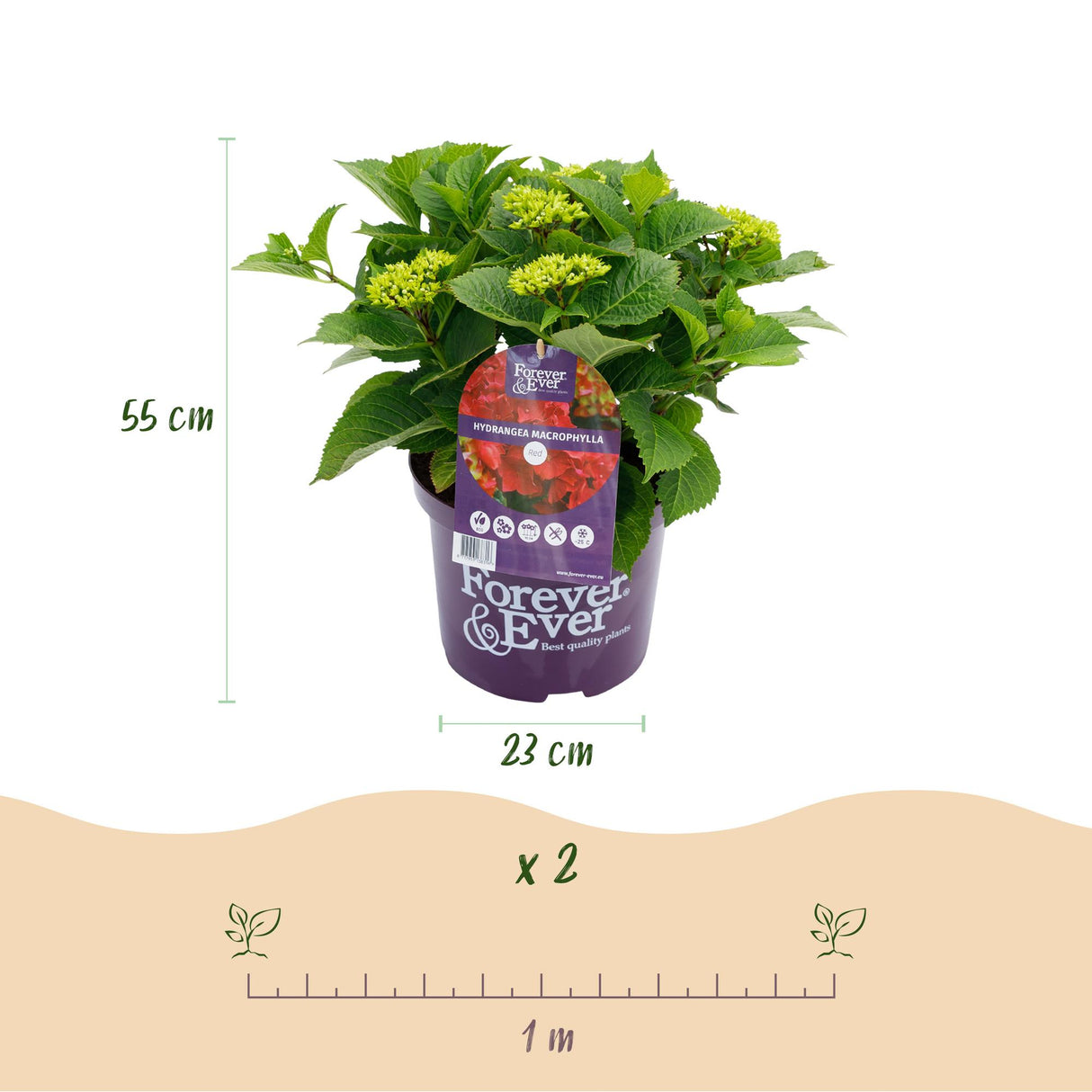 Hydrangea macrophylla Forever & Ever Red x2