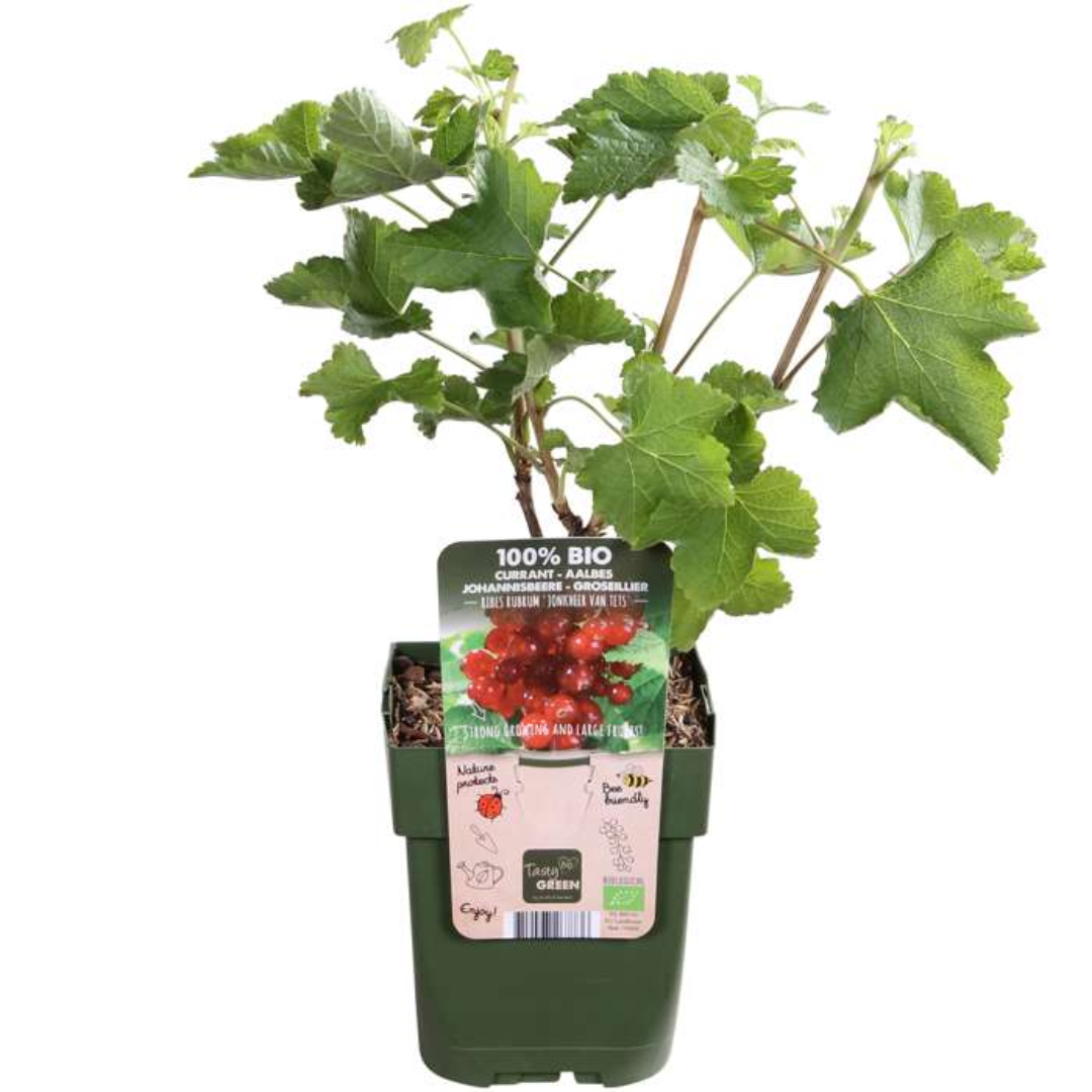 3 x Organic Gooseberry Plants – Ø 13 cm – ↨ 20 cm