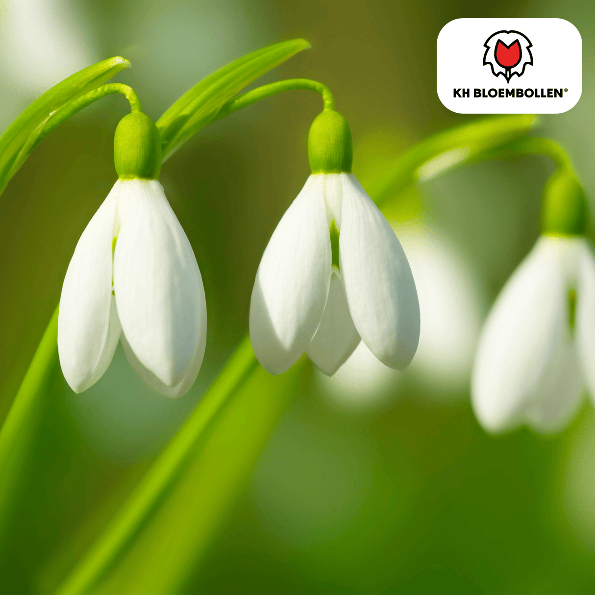 Sneeuwklokjes 30 stuks