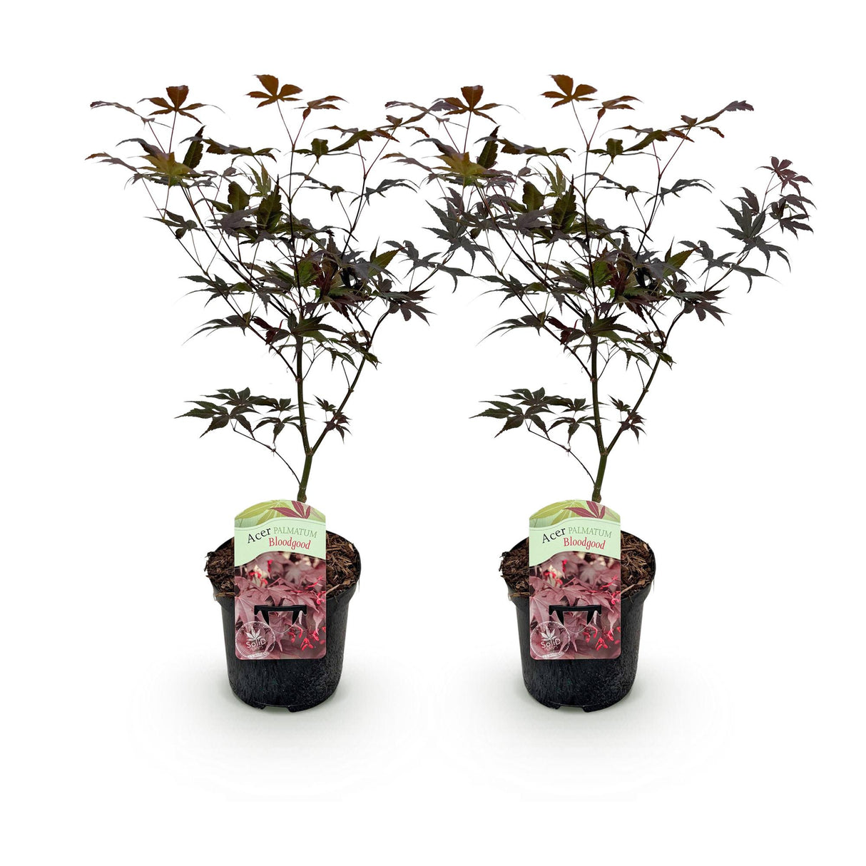 Acer palmatum Bloodgood x2