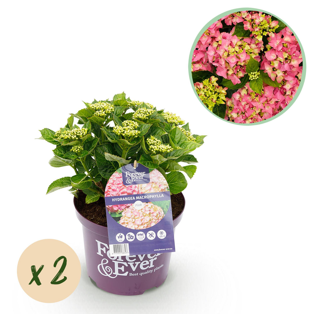 Hydrangea macrophylla Pink x2