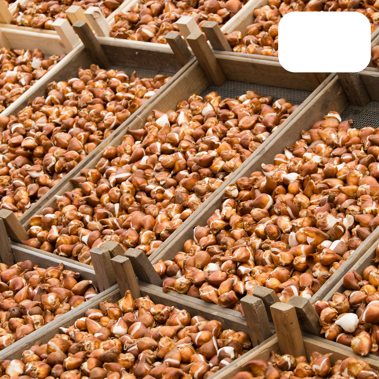 Pink Double-Flowered Tulip / Pot – Size 11/12 x 20