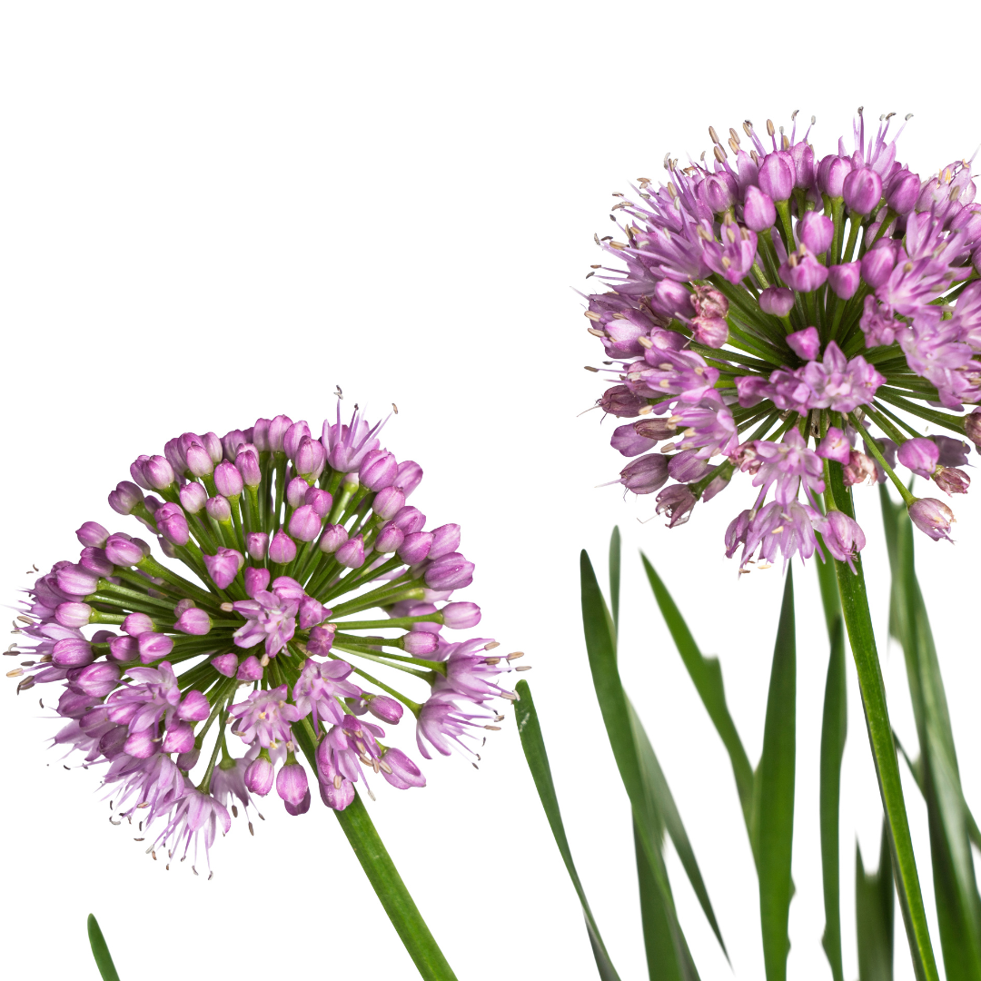 Allium Senescens Millenium