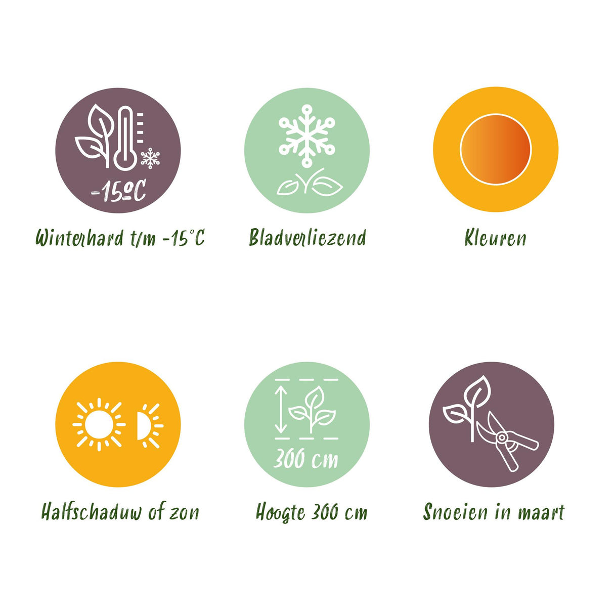 Acer palmatum Katsura x2