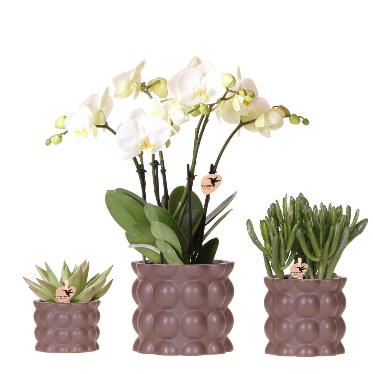 Plant Set Cotton Brown | Green Plants with White Phalaenopsis Orchid Ghent in Ceramic Decorative Pots