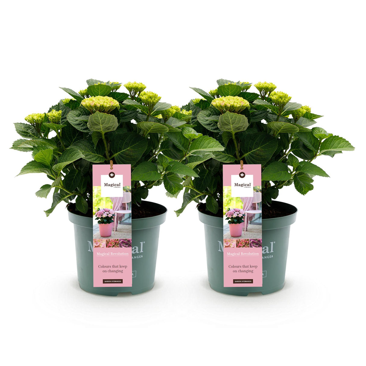 Hydrangea Magical Revolution Pink x2