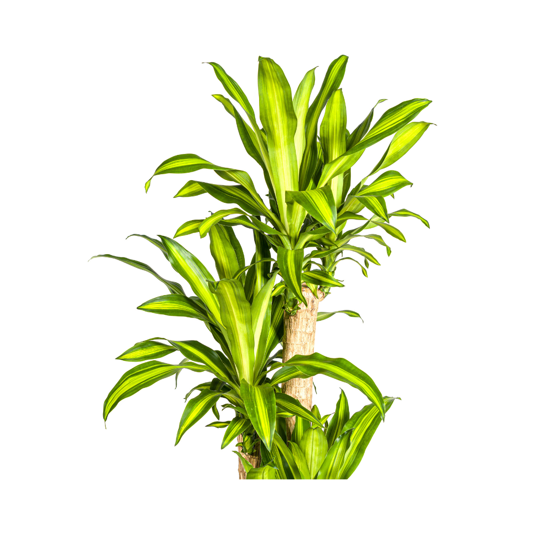 Dracaena Fragrans Massangeana Ø30cm - ↕170 - 190cm