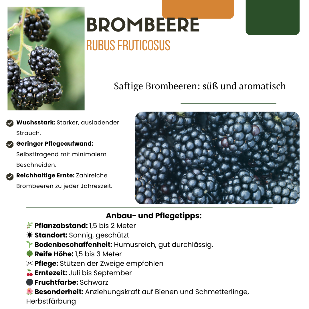 3 x Organic Blackberry Plants – Ø 13 cm – ↨ 20 cm