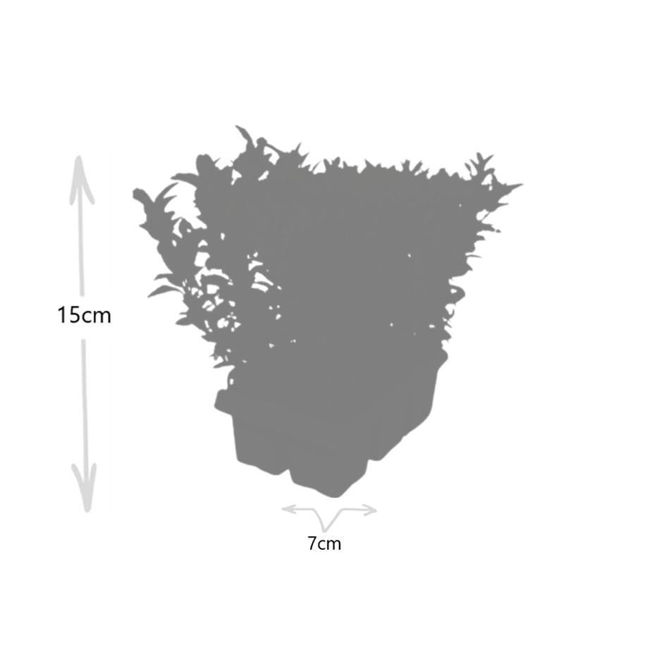 2 x 6-pack Euonymus 'Green Spire' – Ø 7 cm – ↨ 15 cm