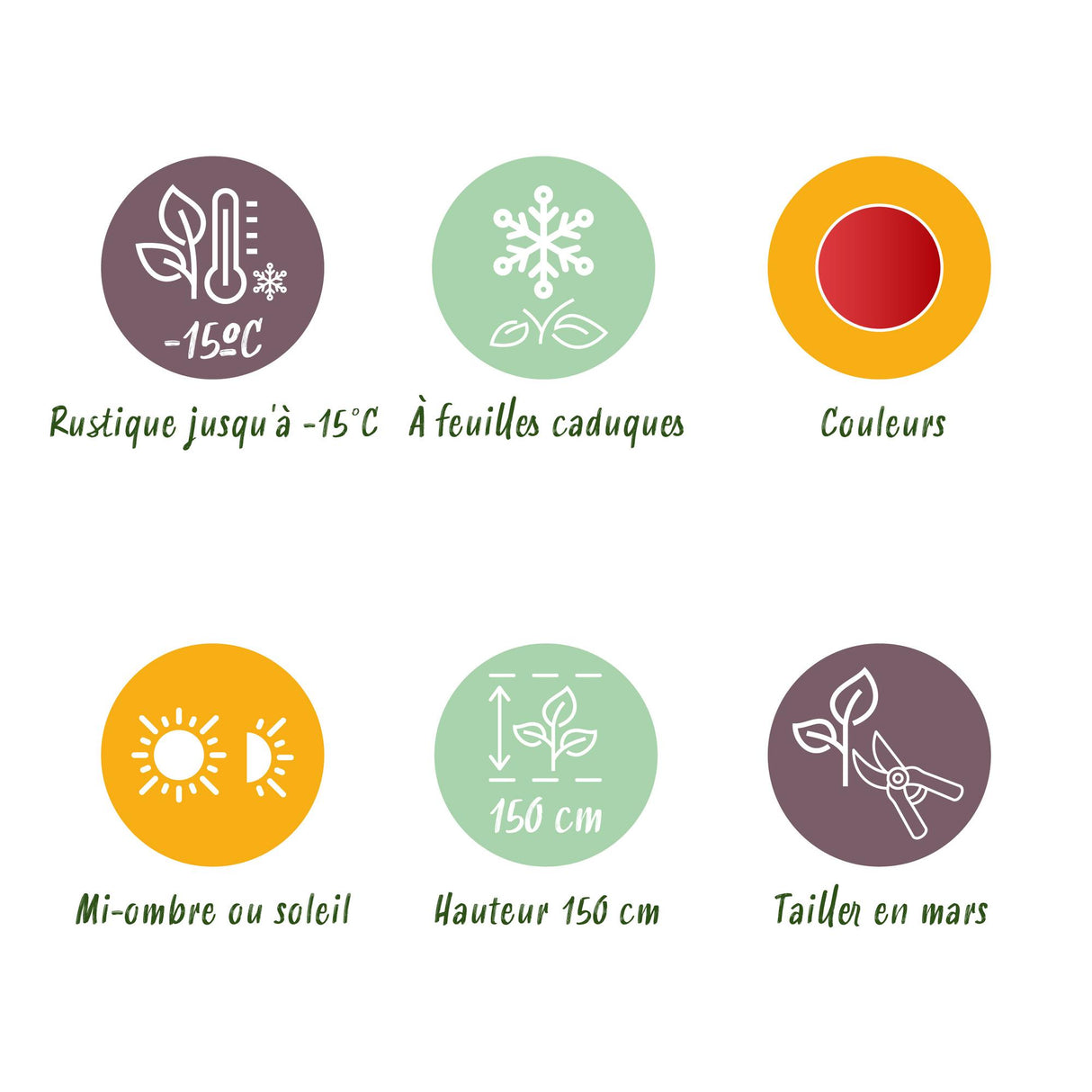 Acer palmatum Shaina x2