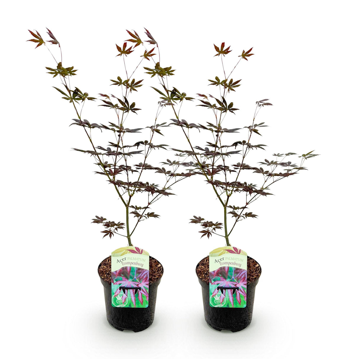 Acer palmatum Trompenburg x2