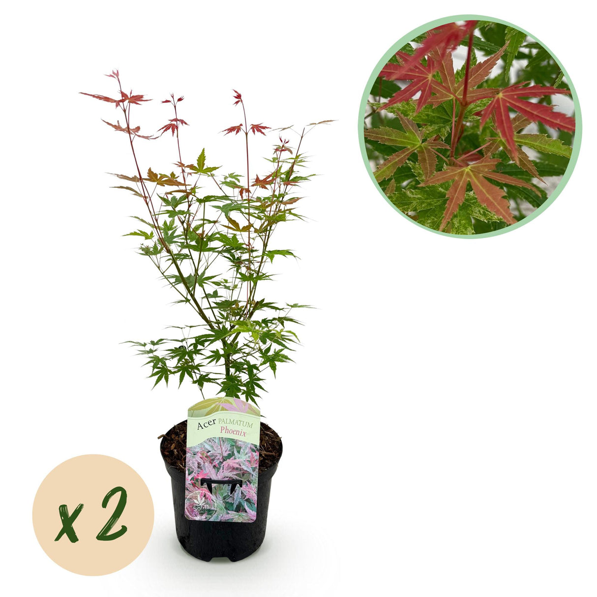 Acer palmatum Phoenix x2