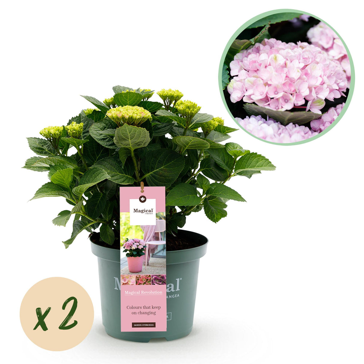 Hydrangea Magical Revolution Pink x2