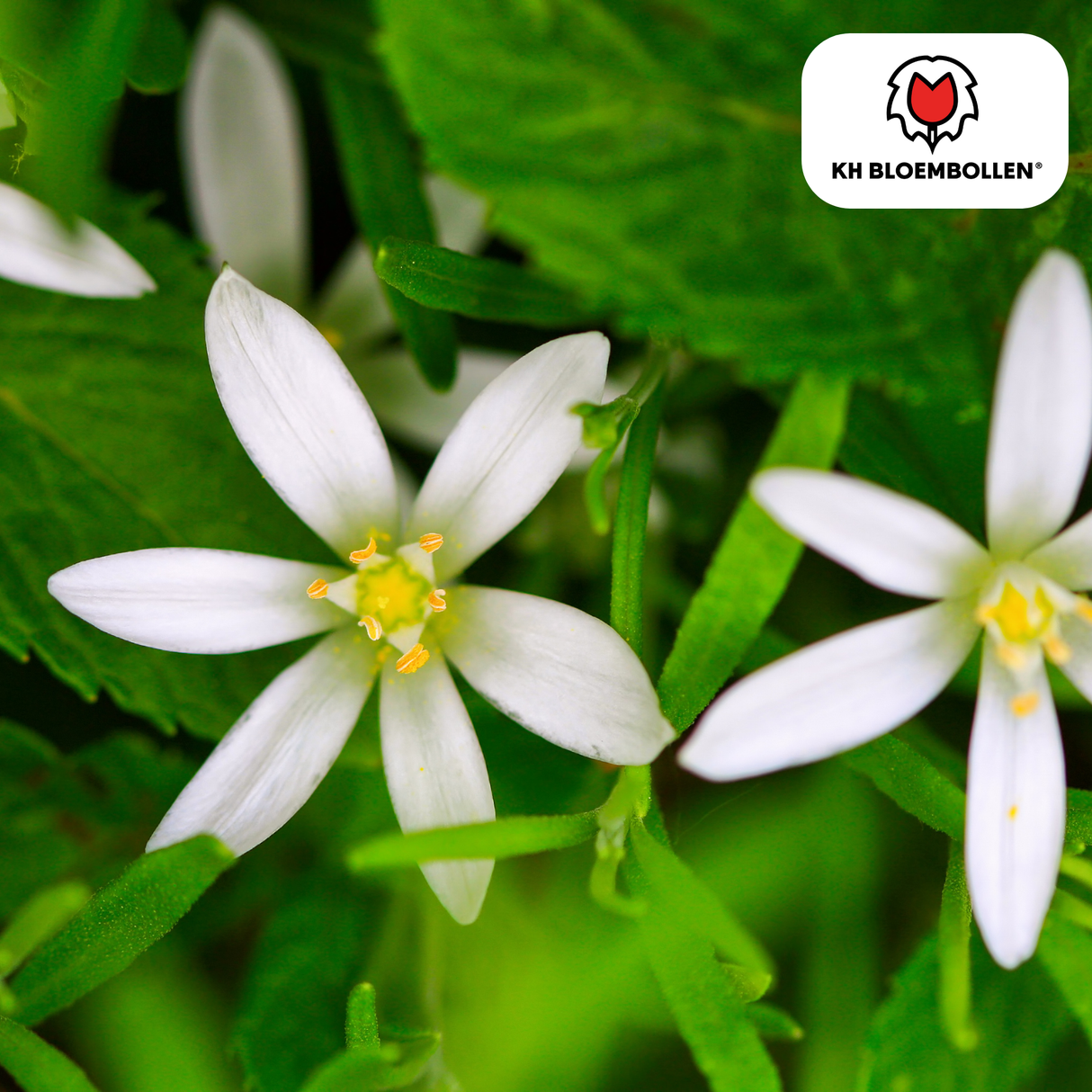 Vogelmelk bollen 30 stuks