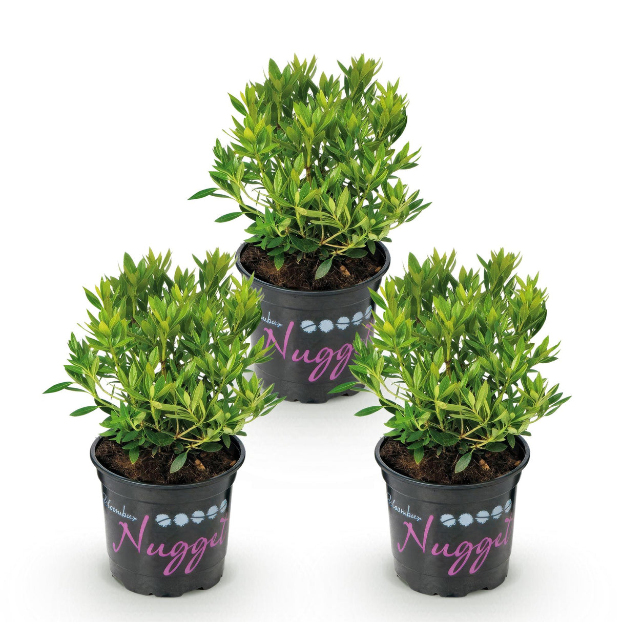 Zwerg-Rhododendron - Rhododendron Bloombux Light Pink - Blühende Buxus - Wenig Pflege - Hellrosa Blüte - 3 Pflanzen - Topf 10,5cm - Höhe 20-25cm