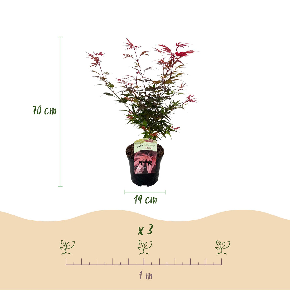 Acer palmatum Shaina x2