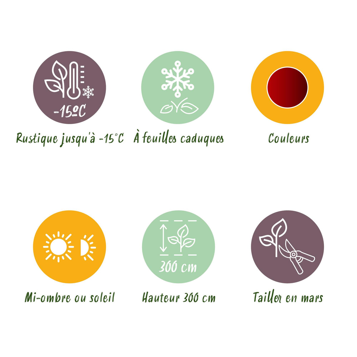 Acer palmatum Jerre Swarts x2