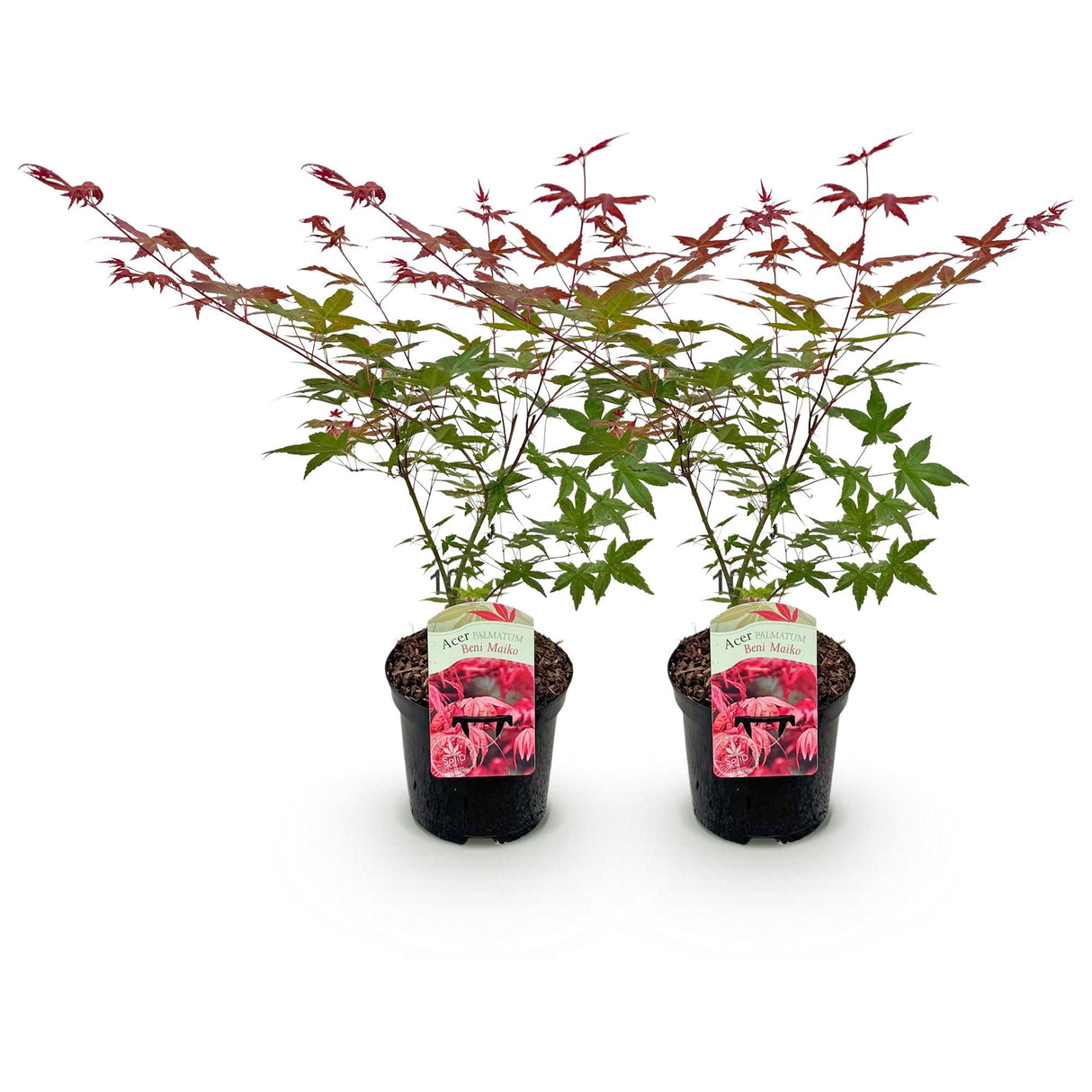 Acer palmatum Beni Maiko x2