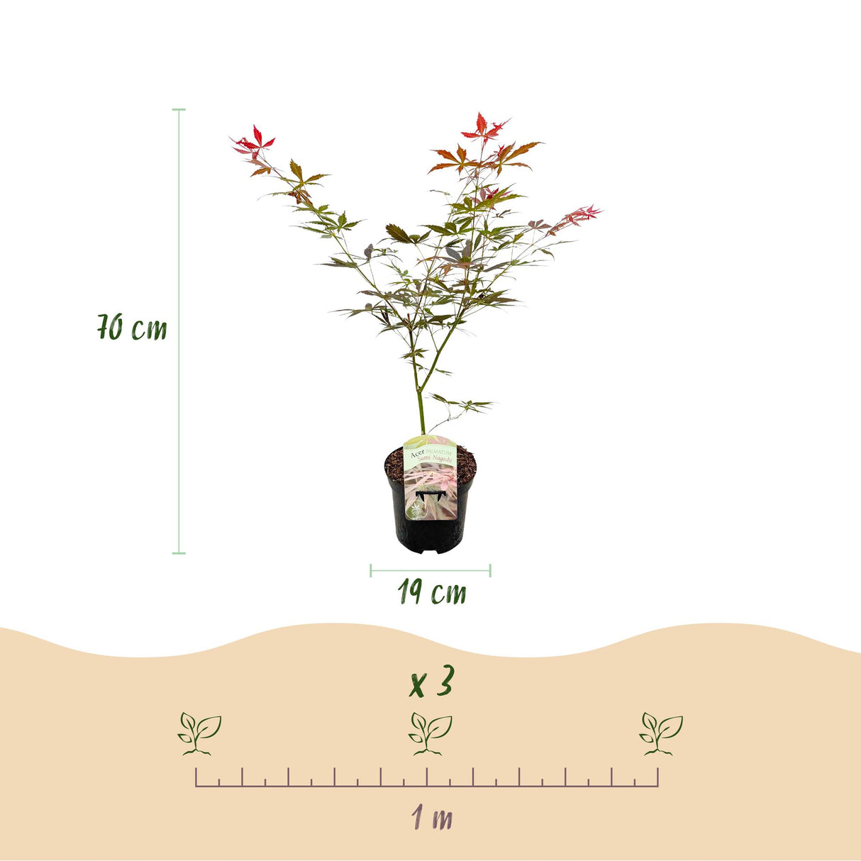 Acer palmatum Sumi-nagashi x2