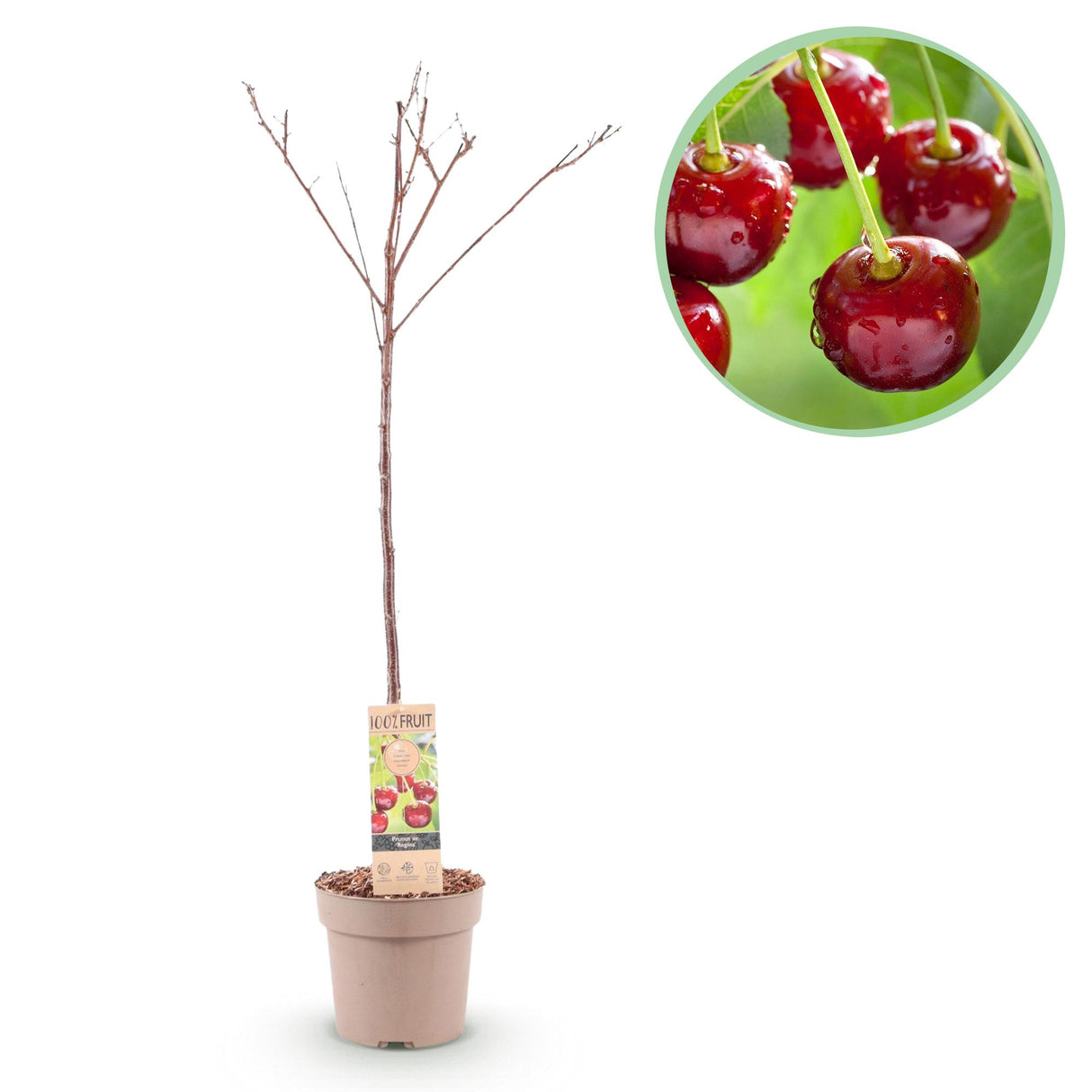 Cherry Tree - Prunus avium Regina - Red Cherry