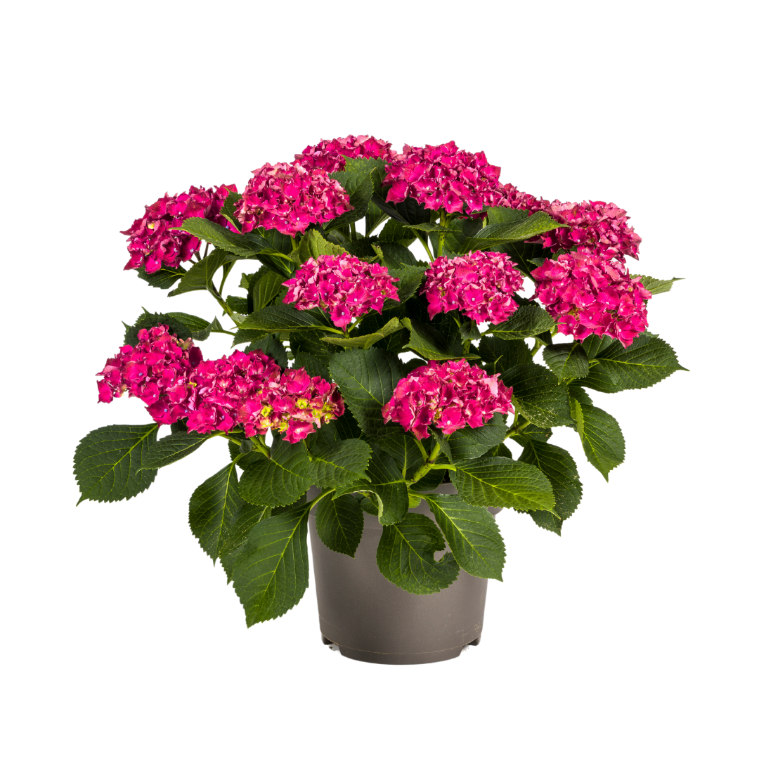 Hortensia Macrophylla Rød Ø24cm - ↕70 - 80cm