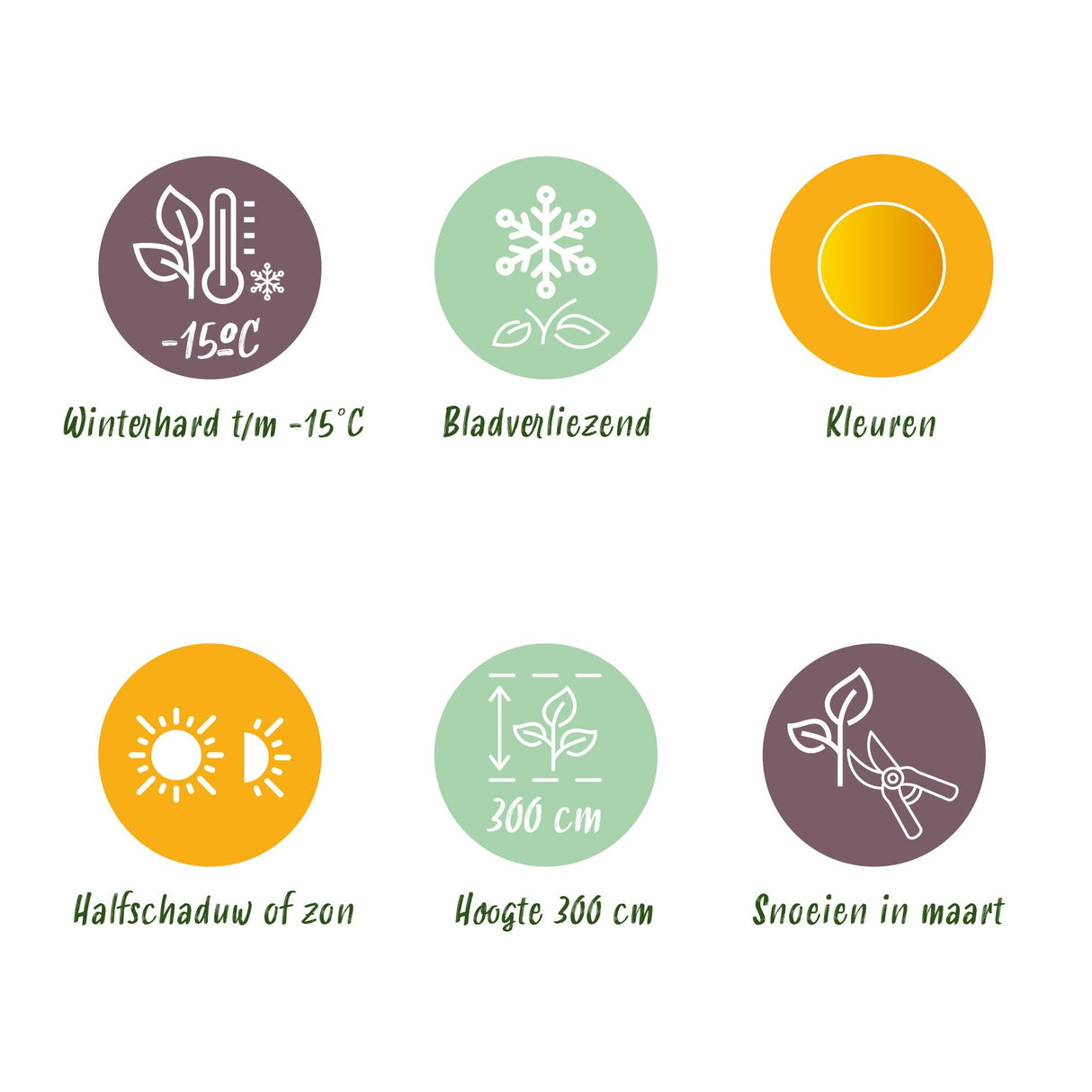 Acer palmatum Summergold x2