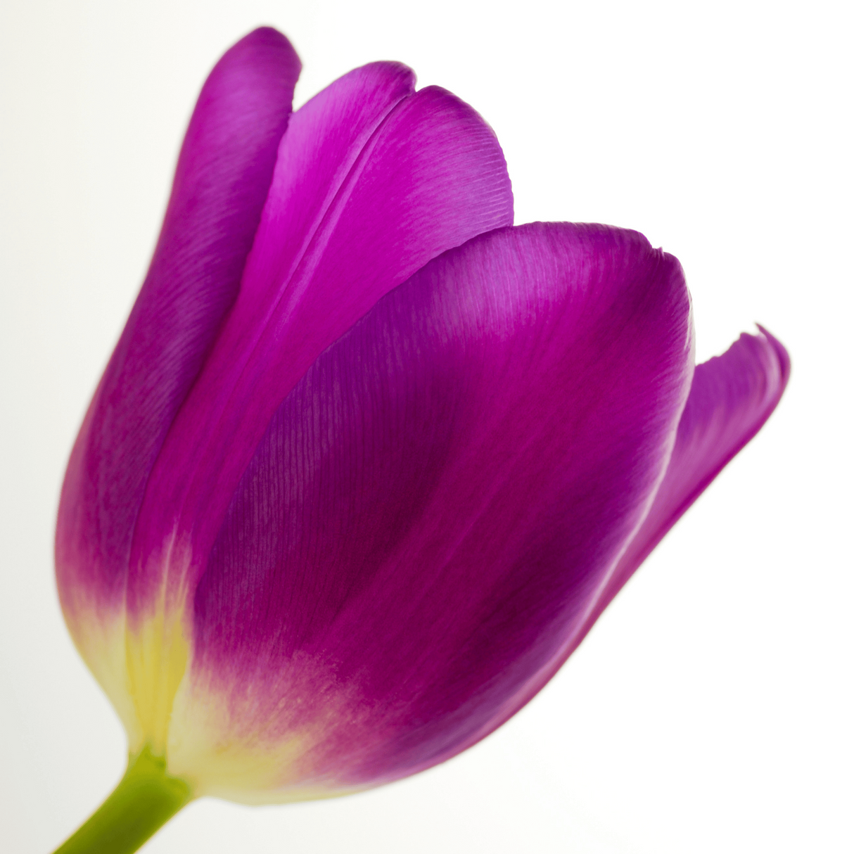 Purple-Violet Tulip / Pot – Size 11/12 x 20