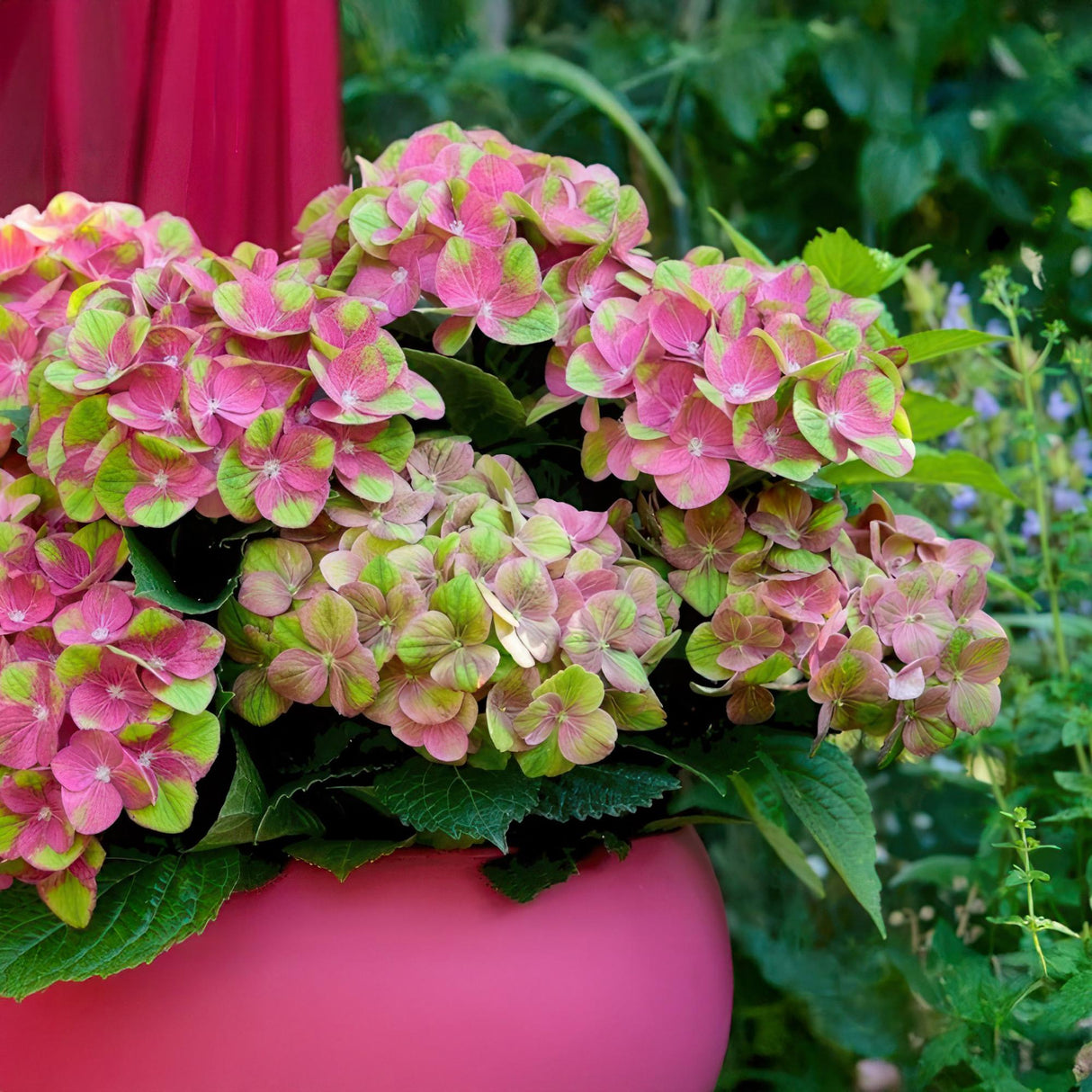 Hydrangea Magical Green Fire x2