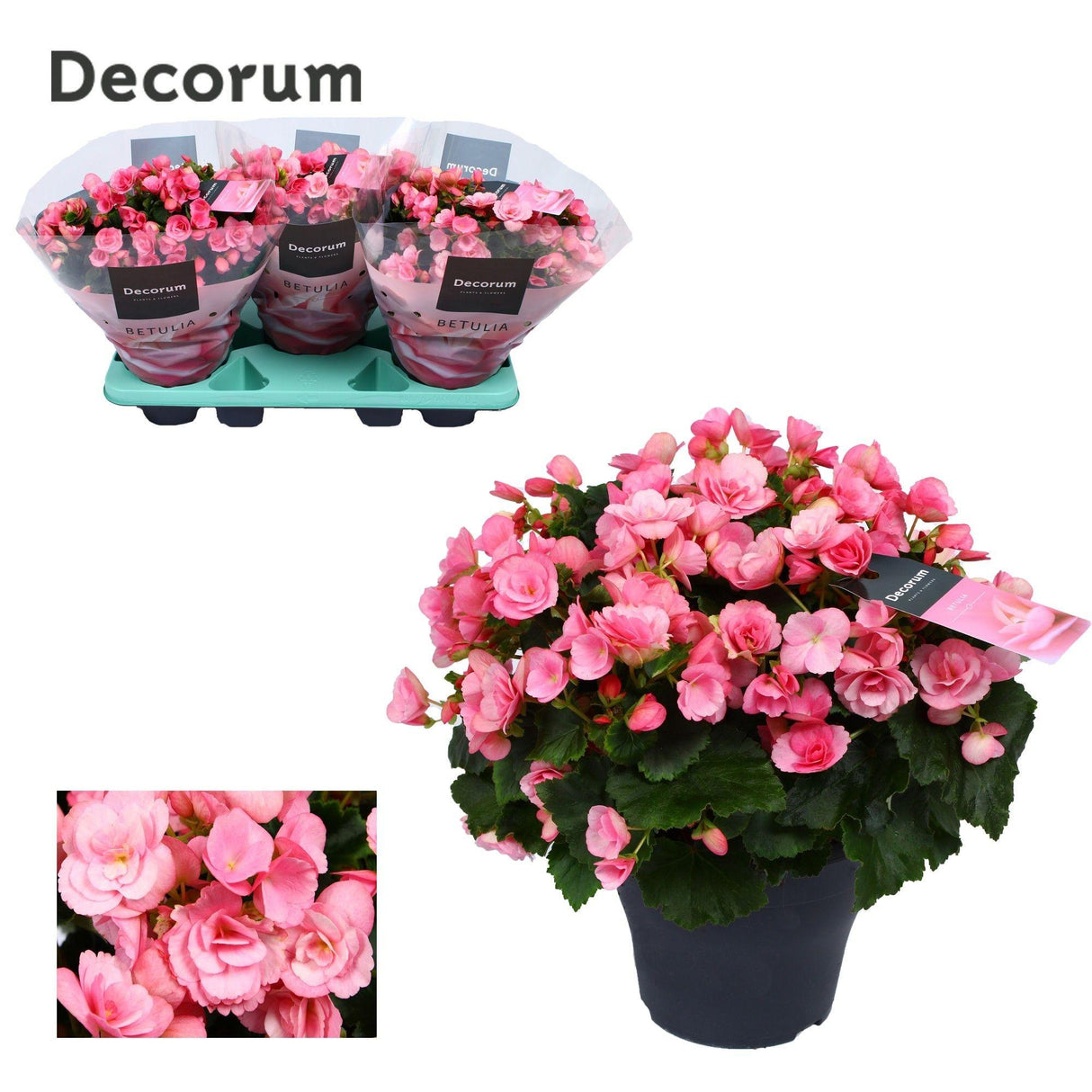 Begonia Betulia ''candy'' Roze Decorum