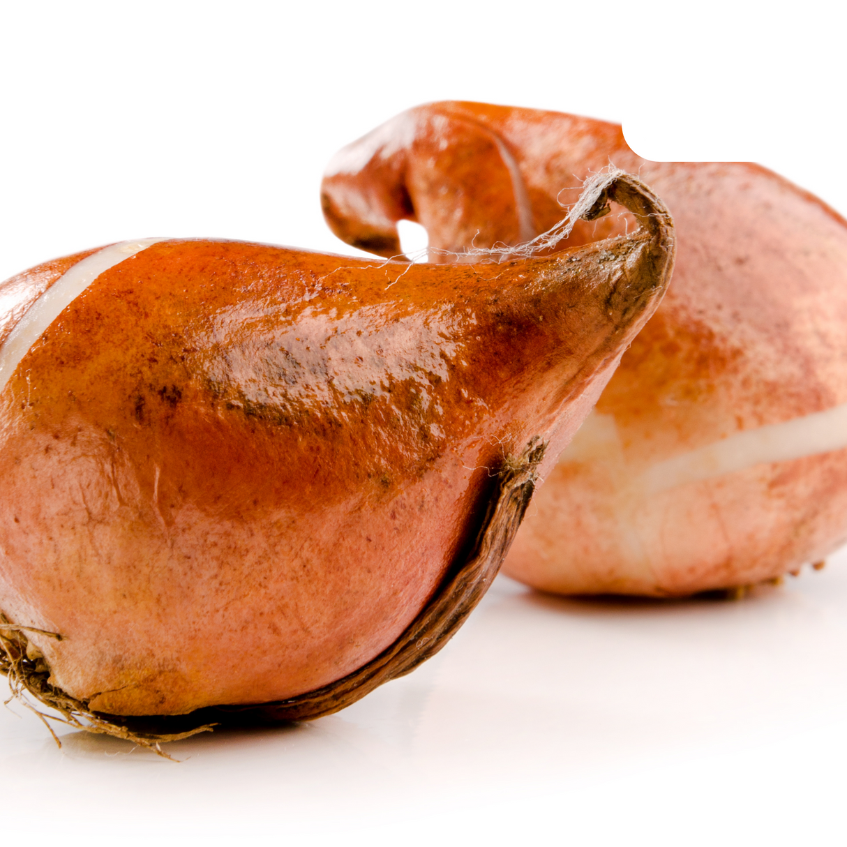 Deep Red Tulip – Strong / Pot – Size 11/12 x20