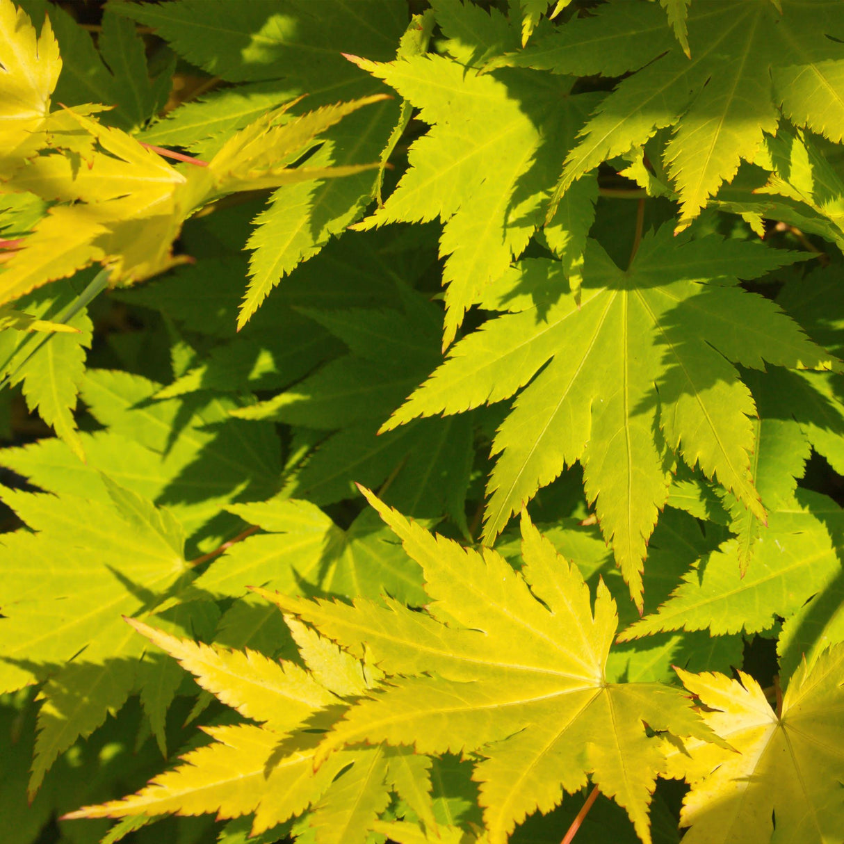 Grøn boutiQ - Terraplant - Japanse Esdoorn - Acer palmatum Jordan - Geel - 2 Planter - Bladverliezend - Potte 19cm Højte 70cm