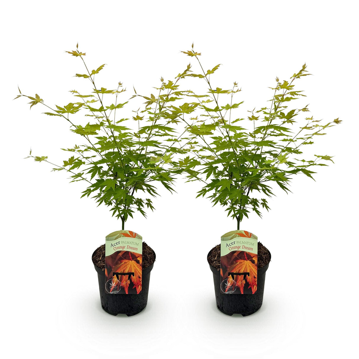 Acer palmatum Orange Dream x2