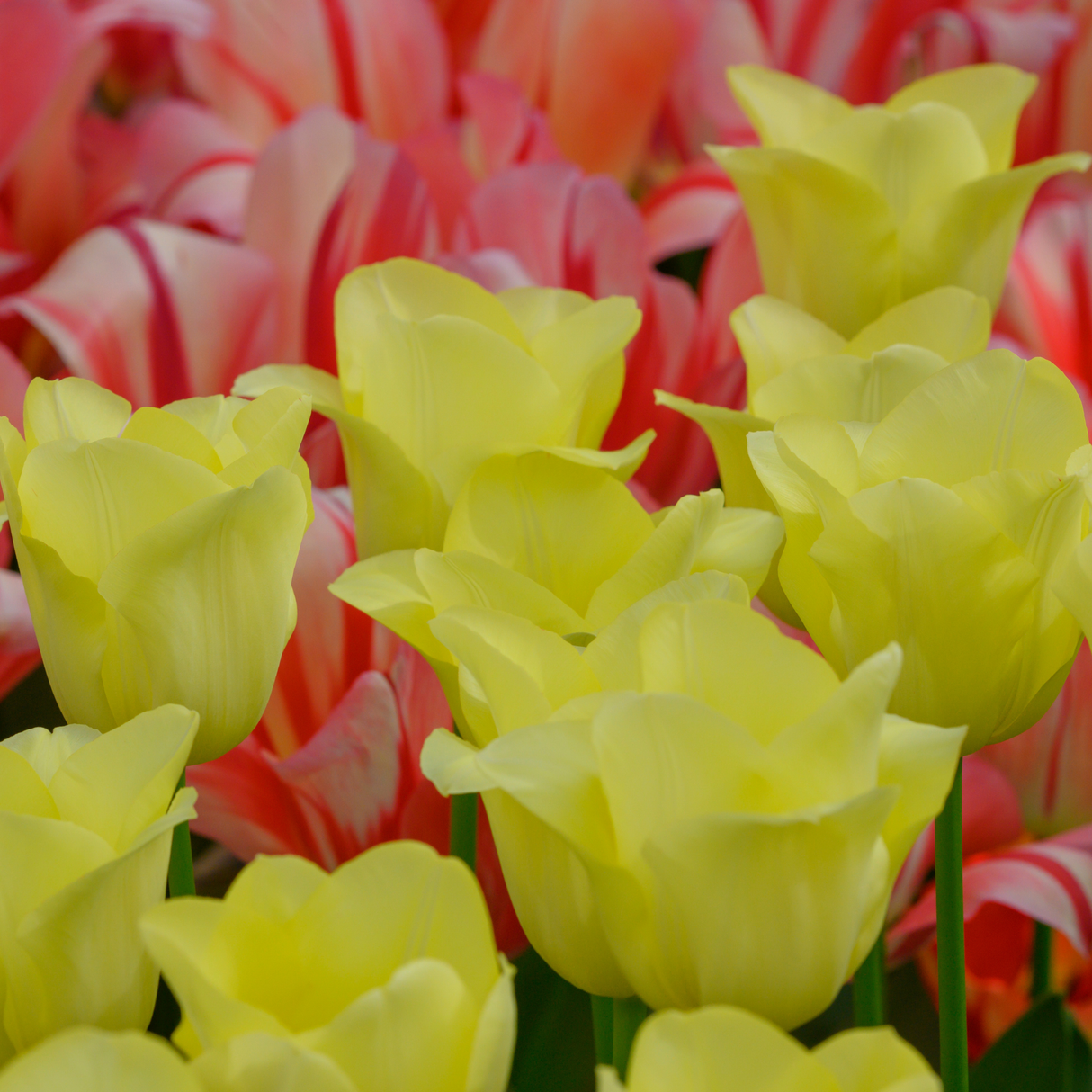Tulip Bulbs World Friendship – 20 Pieces | KH Flower Bulbs® | Light Yellow Tulip – Soft, Friendly & Elegant – For Garden or Pot – Size 11/12 – Fresh from the Grower