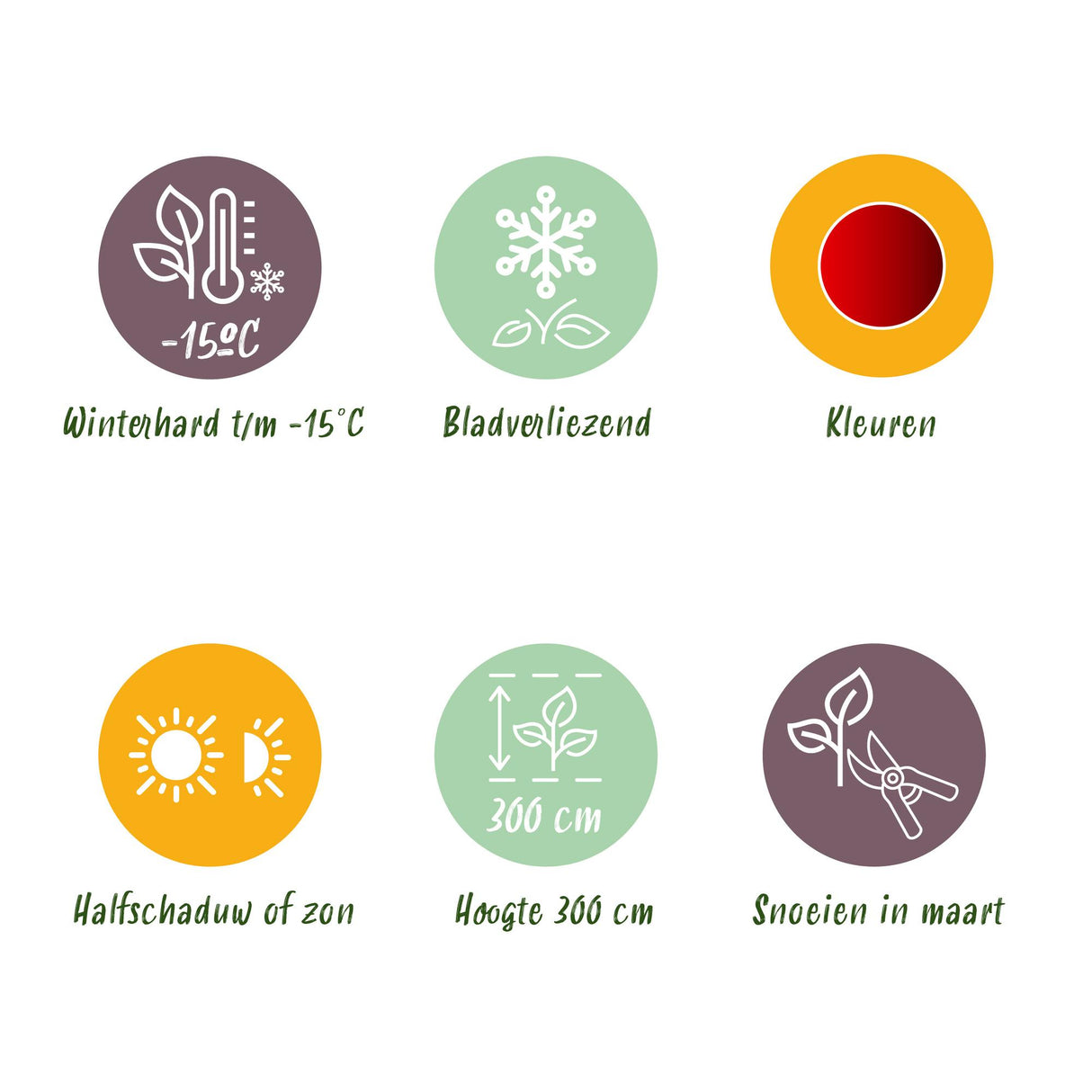 Acer palmatum Sumi-nagashi x2