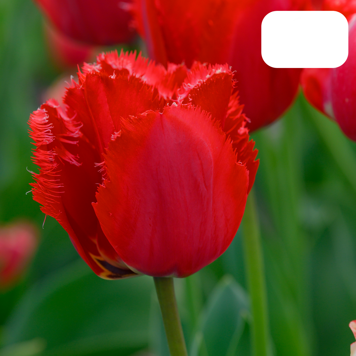 Red Tulip with Fringed Edge / Pot – Size 11/12 x20