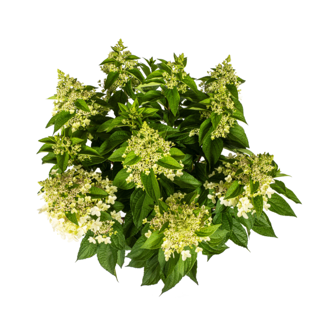 Hydrangea Paniculata White