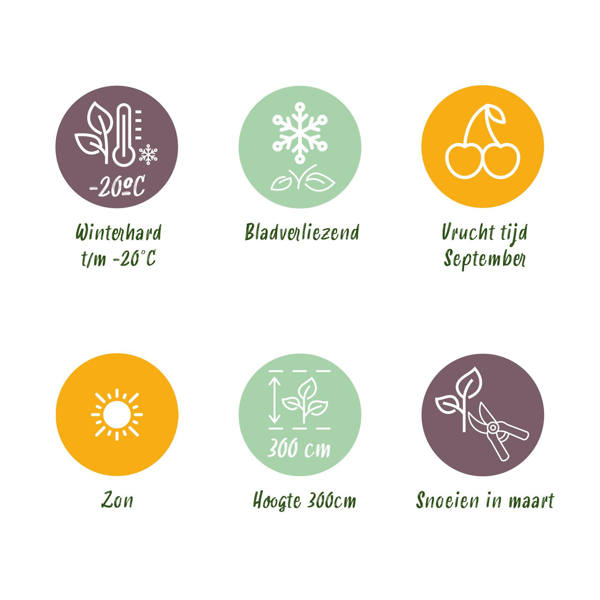 Plum tree - Prunus domestica Opal - Yellow Red Fruit