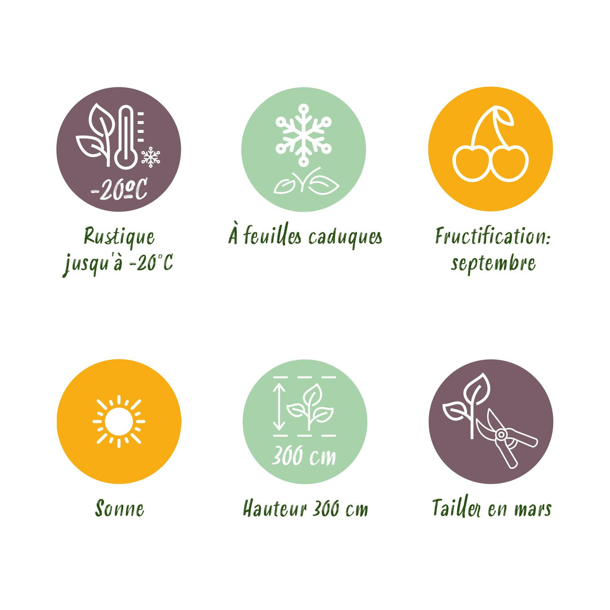 White Grape - Seedless x2