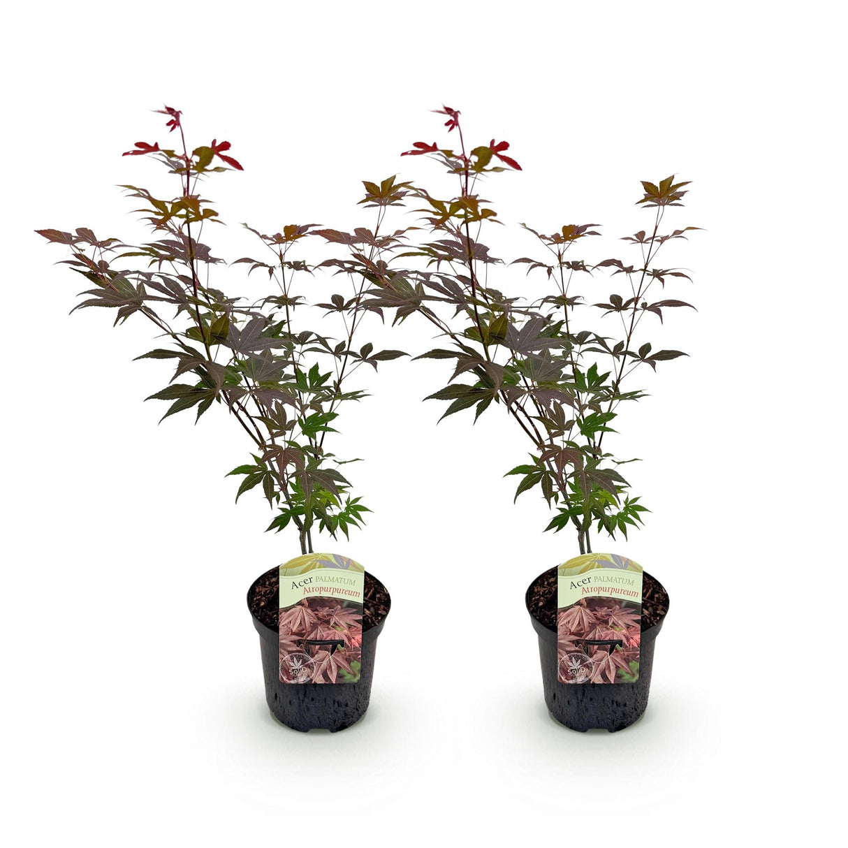 Green boutiQ - Terrasplant - Japanse Esdoorn - Acer palmatum Atropurpureum - Paars - 2 Planter - Bladverliezend - Potte 19cm Højte 70cm