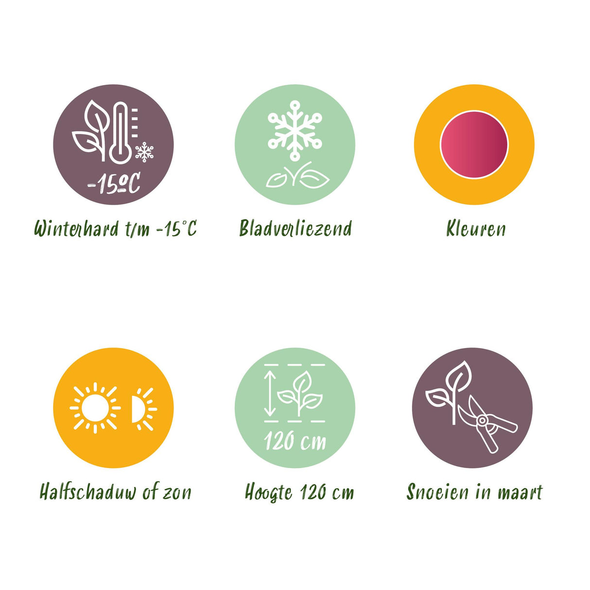 Acer palmatum Pink Dwarf x2