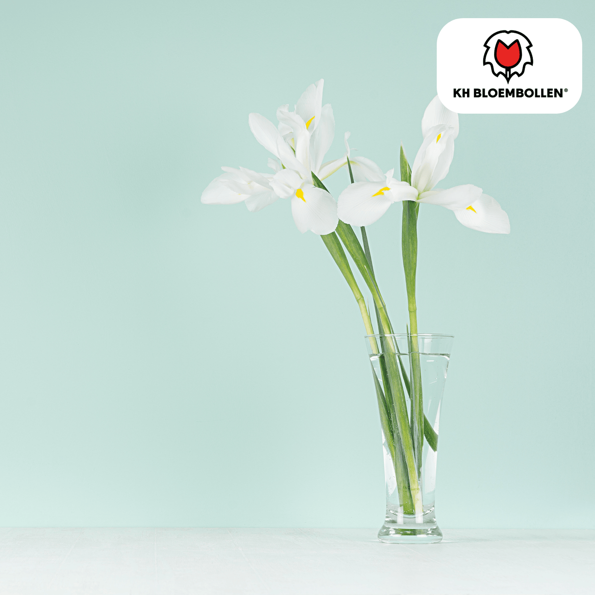 Iris Alaska 25 stuks